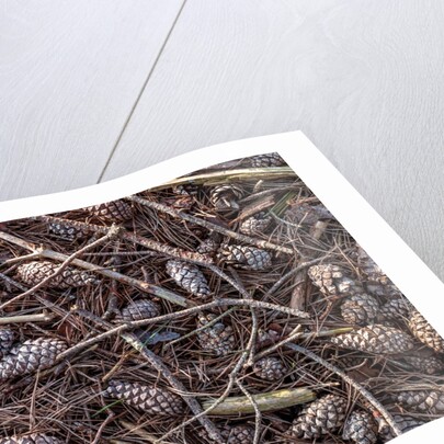 Pine cones and tree branches by Assaf Frank